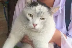 猫咪彻夜未归，隔天早上的样子让人忍不住想笑：到底经历了啥图片