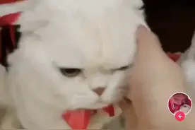 4.4亿点赞的猫咪长啥样？图片