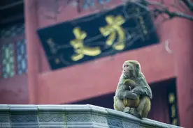 贵阳黔灵山，人与自然的和谐，猴子与人生活最近的地方图片