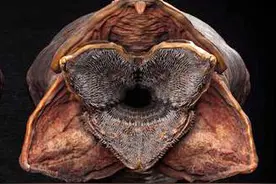 详细解释一下《沙丘》中的那些巨大沙虫图片