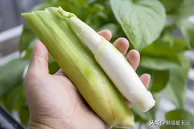 买茭白时，是圆的好还是扁的好？口感差很多，别乱买图片