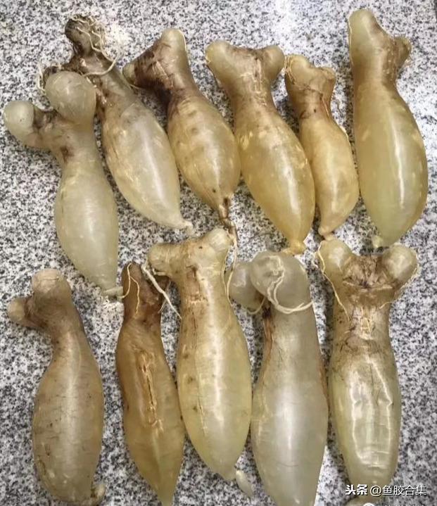 蜘蛛肚花胶药用价值 蜘蛛花胶的功效与作用