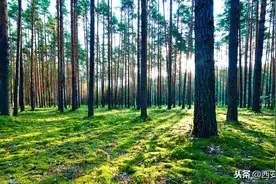 1500亩，西安曲江最大景区，风景如画犹如大森林图片