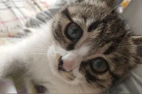 老鼠被粘鼠板粘住之后会怎么想呢？图片