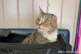 主人离世后，老猫被迫过上流浪生活，它经常回家找到它的家人图片