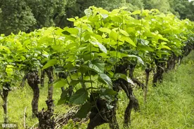 如何提升山区桑树栽培技术？从以下6点着手，助桑农科学种桑养蚕图片