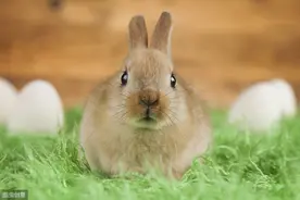 小兔子在草地上吃草图片