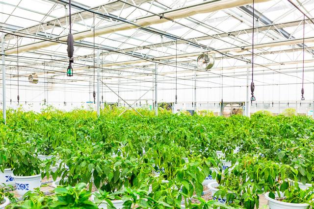 自制一种肥用来种蔬菜，口味好产量高，还不招虫，种啥也长得好