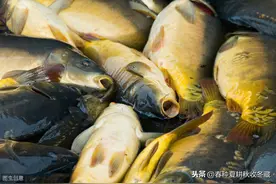 养鱼这样防治肝胆疾病，既保肝胆，又保产量图片