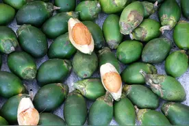 长期嚼槟榔容易致癌都知道，那嚼槟榔容易拉肚子又是怎么回事？图片