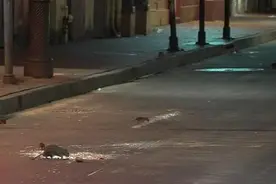 疫情封锁之下空无人烟，美国老鼠大胆走上街头，饥饿让它们发疯了图片