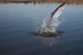 为什么太阳出来后，鱼就停口了？解析温度升高水中缺氧的作钓技巧图片