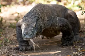 爬虫类动物-科莫多巨蜥是地球上最大，最重的蜥蜴图片