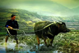 牛的交配与繁殖，奇怪的知识又增加了图片