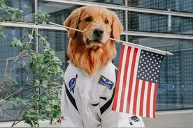 最萌狗“医师”！芝加哥金毛治疗犬，时髦可爱收割万千粉丝图片
