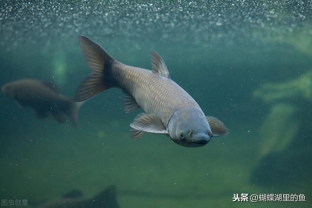 草鱼饲料与营养需求研究进展