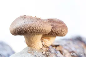 香菇种植管理新技术，具体该如何种植？这里教会你图片
