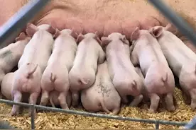 母猪产仔十多头，饿死一大半，这样的母猪还能留种吗？图片