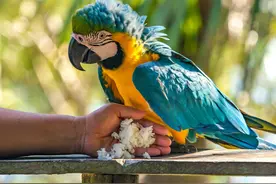 家里飞进一只蓝黄金刚鹦鹉，白捡万元金刚，可以在家偷笑吗？图片