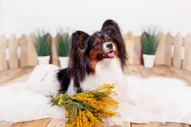 蝴蝶犬不仅精致可爱，还有5大优点，让人心动图片