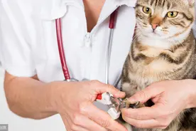 猫咪拒绝剪指甲怎么办？铲屎官可以这样做！图片