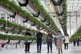 空中草莓见过吗？图片