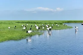 人类疯了吗？图片