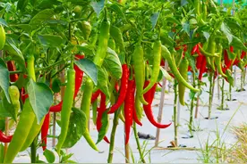 辣椒安全高产栽培技术，做好以下每个环节的管理，收获高品质辣椒图片