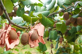 猕猴桃如何种植栽培？图片