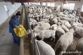 目前我国引进的国外优良肉羊品种有哪些？国内品种羊不具备的优点图片