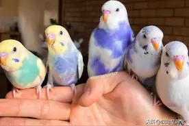这年头连啾啾啾都这么好看的嘛？图片