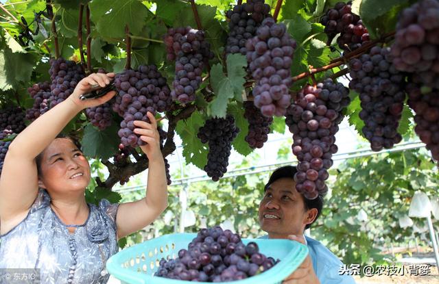 葡萄为什么必须补钙？什么时间补？如何补？用什么方法、什么肥？