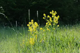 搭伙10年，65岁阿姨感慨：病一场就知道彼此之间是不是真心图片