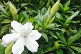 美丽的野花，却不知还能当野菜吃，关键有很多作用，市场前景可观图片