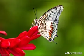 泸州八零后的儿时昆虫记，今天的城里娃娃无法亲近的大自然图片