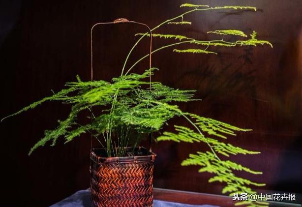 教师节到了！能送给老师的除了鲜花束，还有这几种花