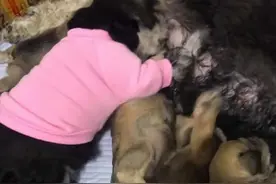 狗妈正躺着喂奶，感觉到腹部一阵疼痛，低头一看：太过分了吧？图片