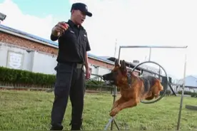 “犬王”带警犬追击案犯，在废墟中与无人机配合上演高科技抓捕图片