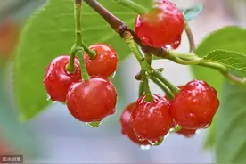 樱桃成熟期，为何出现烂果落叶严重？掌握好病因，科学防治保丰产图片