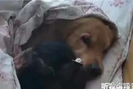 主人让金毛叫女儿起床，结果半天不出来，金毛没办法，天太冷图片