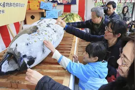 日本西宫神社供奉“金枪鱼财神”，民众抢贴金求财运图片