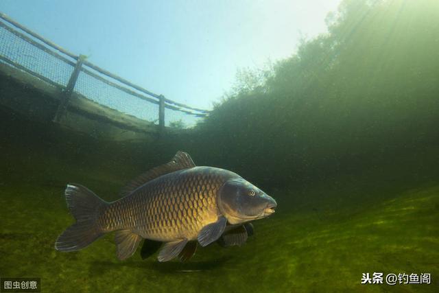 野生鲤鱼特别“精”，一定要投其所好才能尽快将其诱进窝