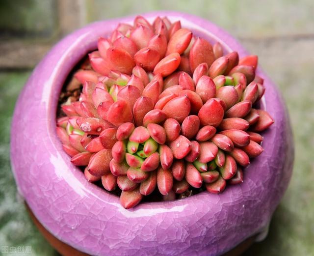 这3款红色的多肉品种,适合春节摆放在家里,越看越喜庆