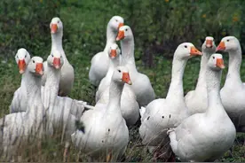 《动物管理局》高档小区发生大鹅袭击富豪事件，你被大鹅追过吗？图片