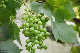 葡萄一缺钙，果子不好卖！这样土壤追肥、叶果喷洒，补钙不再难图片