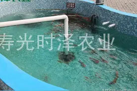 今日鱼价｜全国淡水鱼类实时价格 2020年2月29日图片