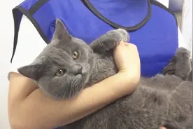 医生给猫咪打针，小家伙脸对着镜头，喵：记得给我开美颜哦图片