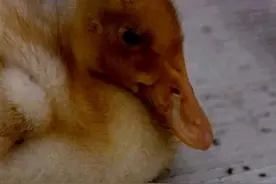 鸭传染性浆膜炎有什么样的症状，该如何治疗？图片