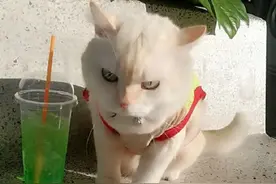 泰国“护瓜猫”火了！满脸不爽凶相毕露，坐姿如霸道总裁图片