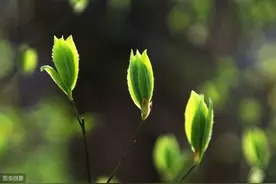傅佩荣：怎样报答世界上最疼你的那个人？这是我知道的最好方式图片